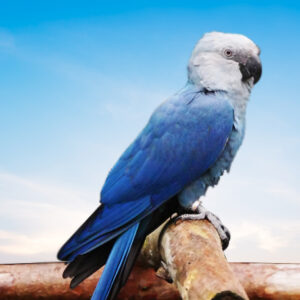 Spix's Macaw For Sale