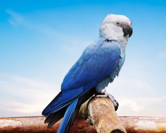 Spix's Macaw For Sale