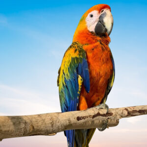 Tropicana Macaw For Sale