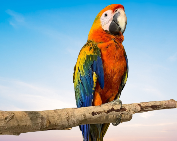 Tropicana Macaw For Sale