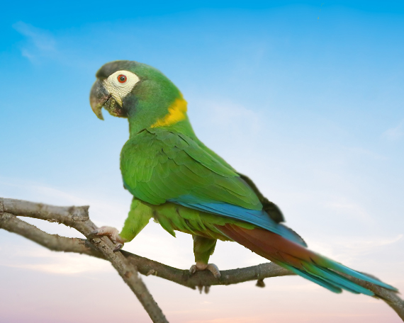 Yellow Collared Macaw For Sale