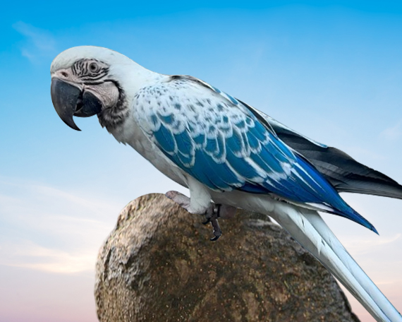 Shop BPI Parrots