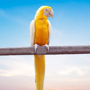 Lutino Macaw