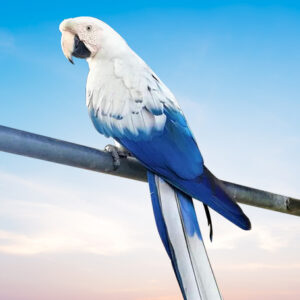 Scarlet Blue Mutation