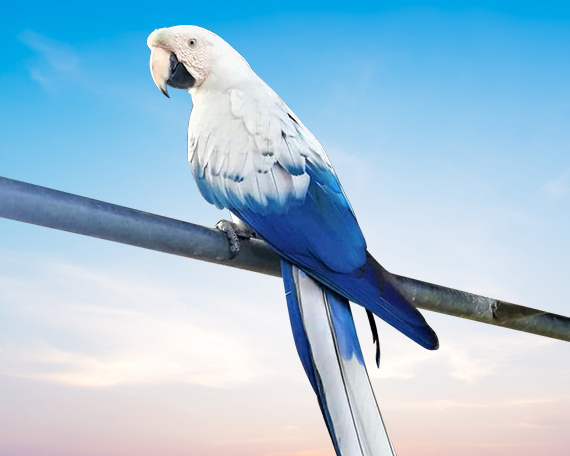 Scarlet Blue Mutation